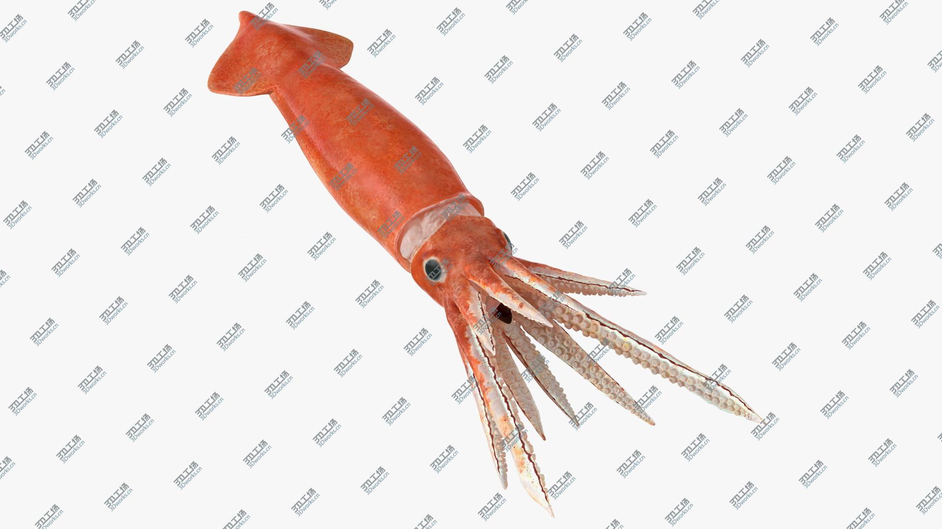 images/goods_img/202105071/Arrow Squid Doryteuthis Plei 3D/1.jpg